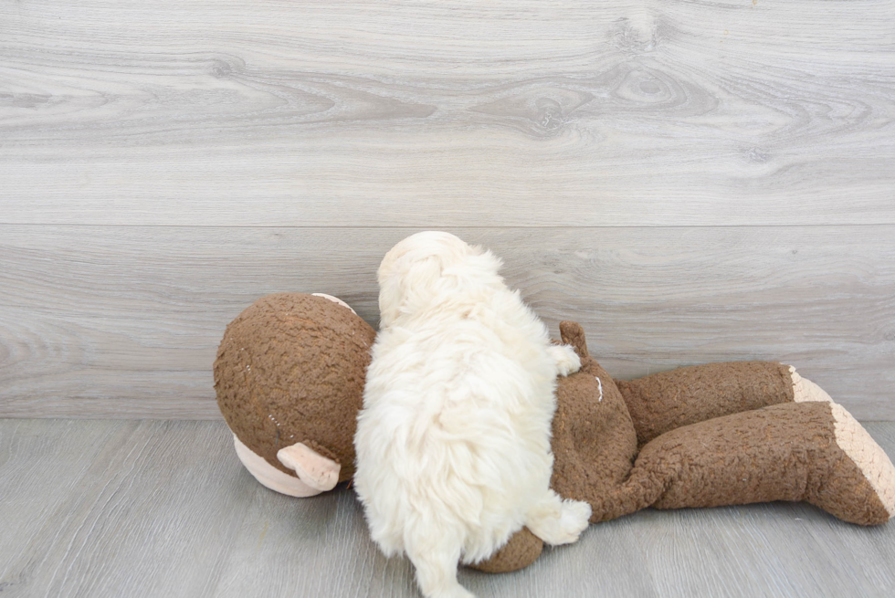Petite Maltipoo Poodle Mix Pup