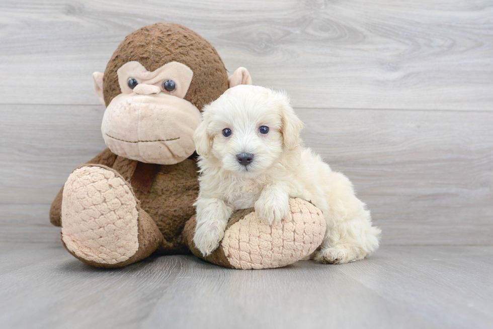 Smart Maltipoo Poodle Mix Pup