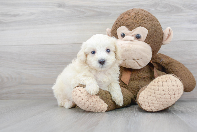 Maltipoo Pup Being Cute