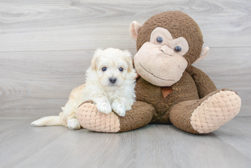 Funny Maltipoo Poodle Mix Pup