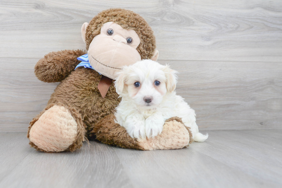 Best Maltipoo Baby