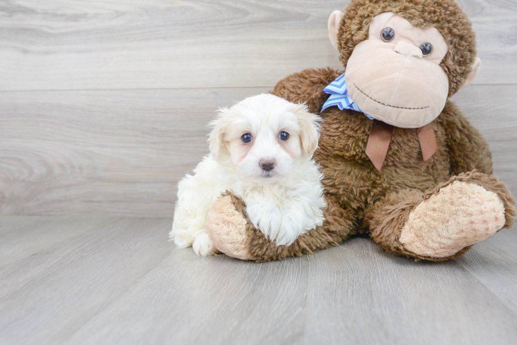 Sweet Maltipoo Baby