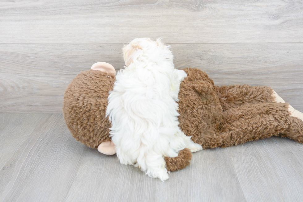 Maltipoo Pup Being Cute