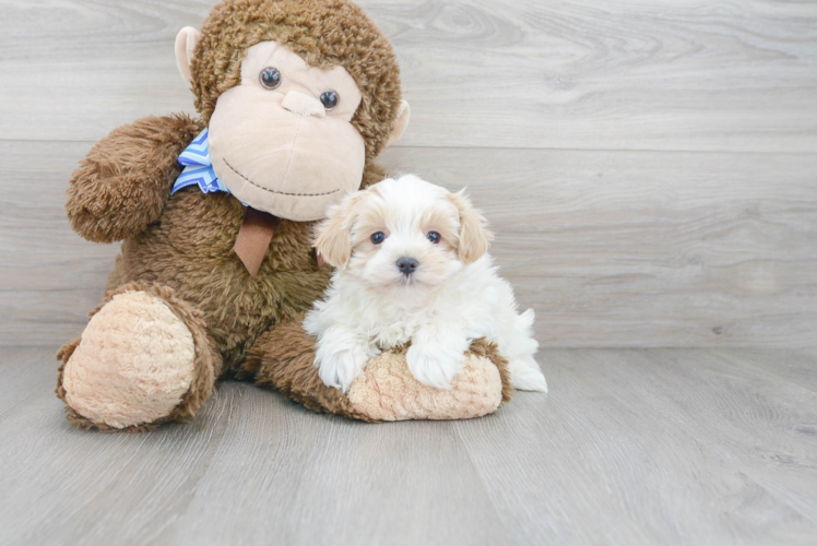 Little Maltese Poodle Poodle Mix Puppy