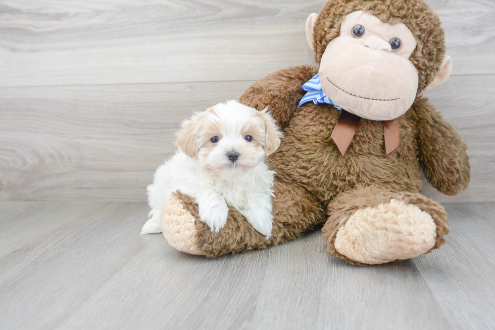 Adorable Maltese Poodle Poodle Mix Puppy