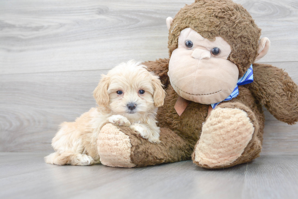 Maltipoo Pup Being Cute