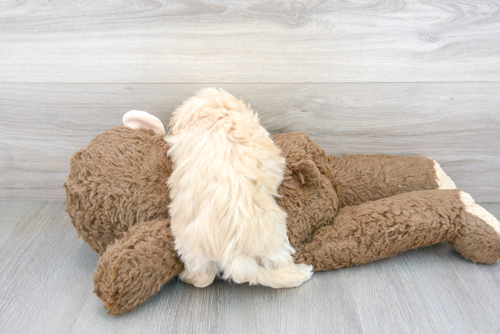 Funny Maltipoo Poodle Mix Pup