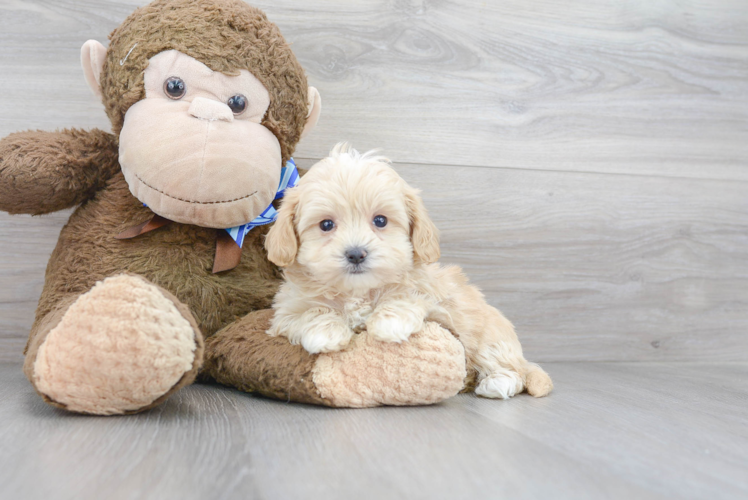 Maltipoo Puppy for Adoption