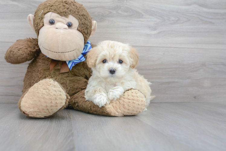 Adorable Maltese Poodle Poodle Mix Puppy