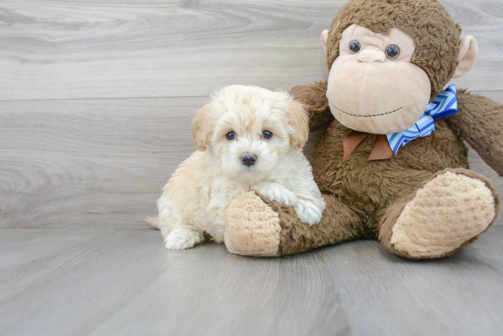 Maltipoo Pup Being Cute