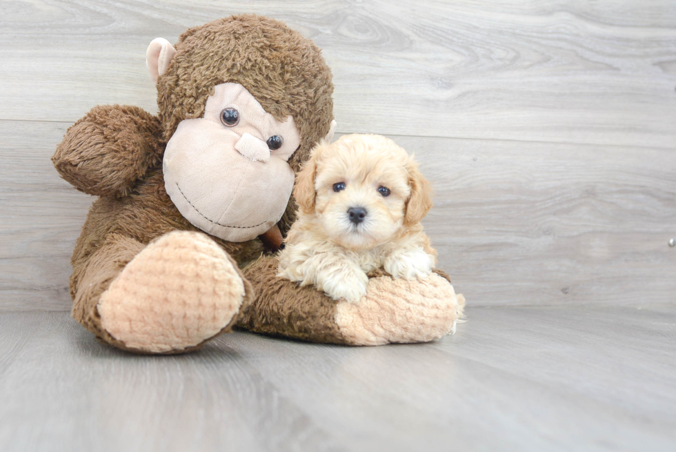 Happy Maltipoo Baby