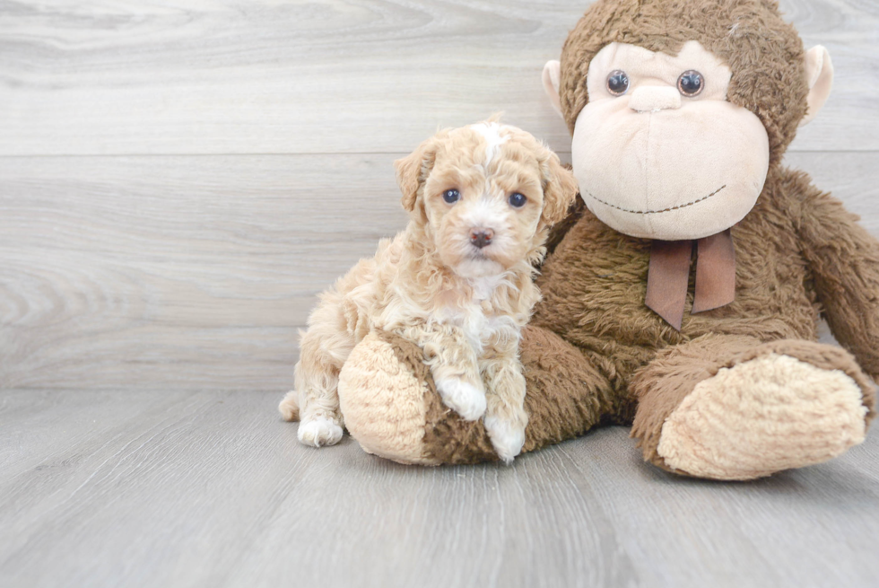 Maltipoo Puppy for Adoption