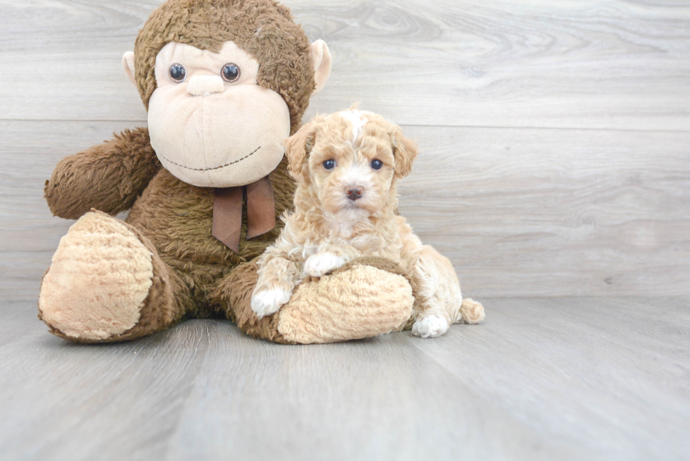 Small Maltipoo Baby