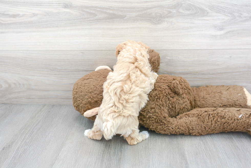 Adorable Maltese Poodle Poodle Mix Puppy