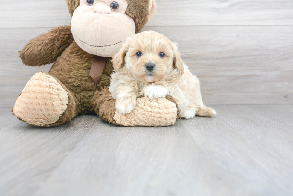 Popular Maltipoo Poodle Mix Pup