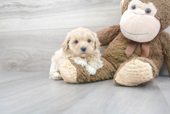 Maltipoo Pup Being Cute