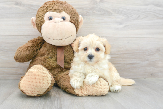 Maltipoo Pup Being Cute