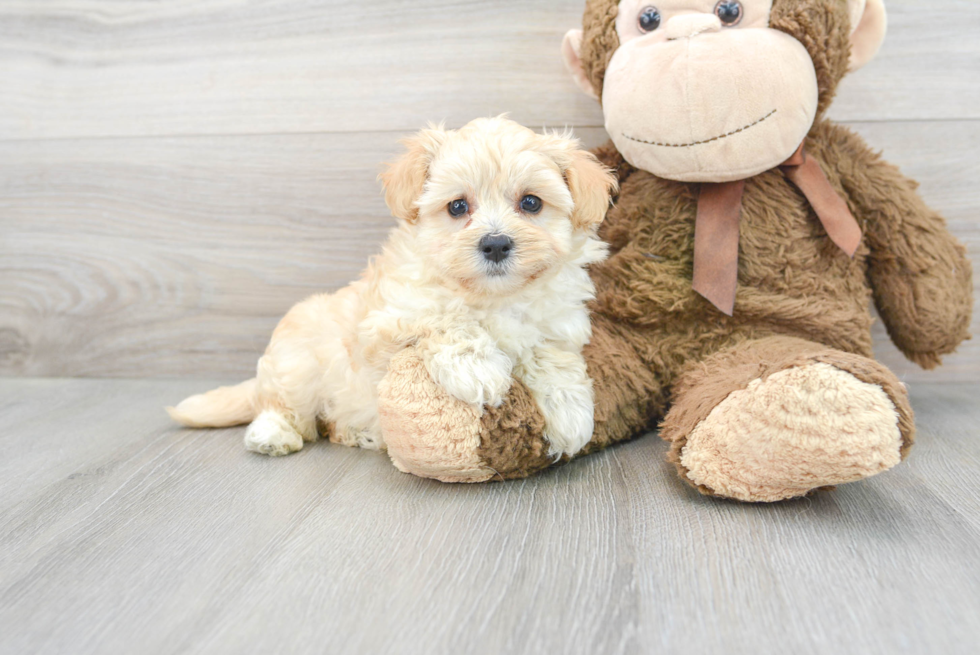 Energetic Maltepoo Poodle Mix Puppy