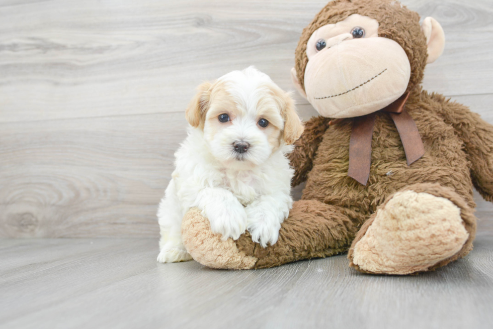 Little Maltese Poodle Poodle Mix Puppy