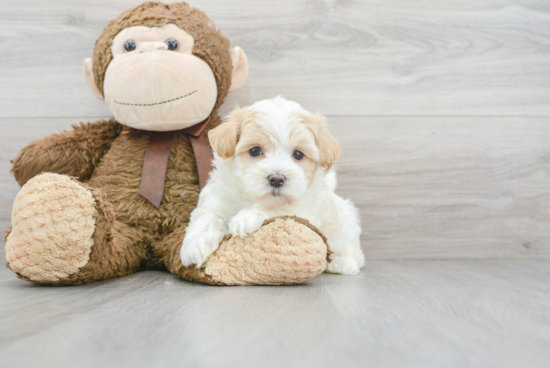 Maltipoo Pup Being Cute