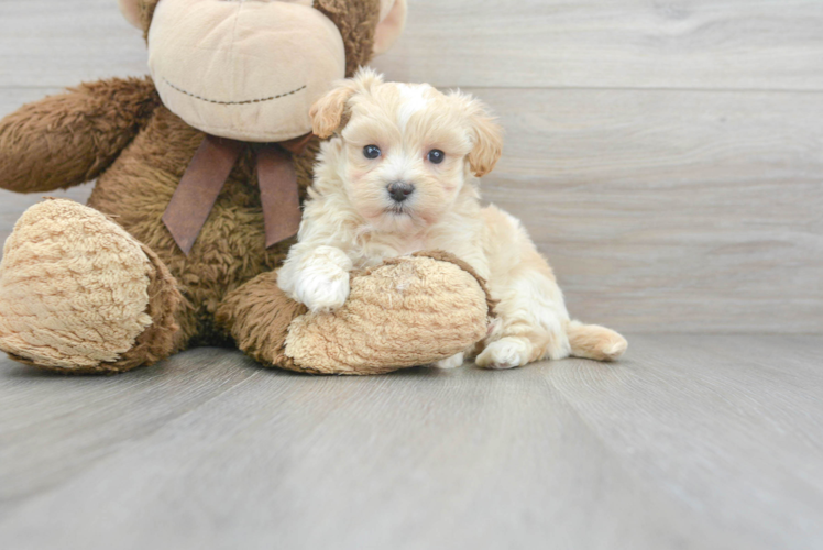 Cute Maltipoo Baby