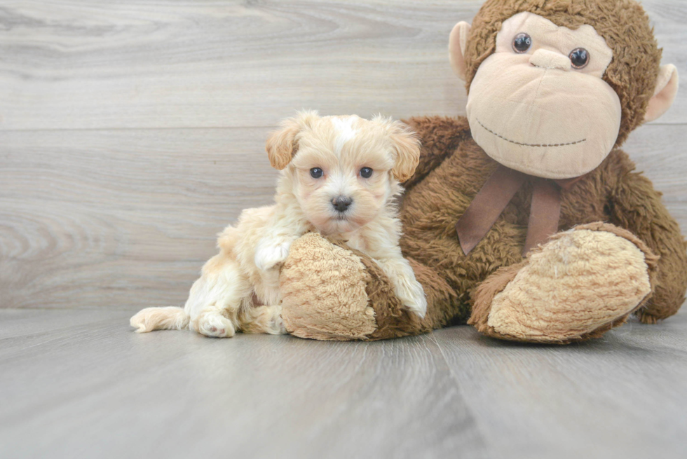 Maltipoo Puppy for Adoption