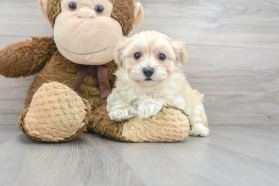 Petite Maltipoo Poodle Mix Pup