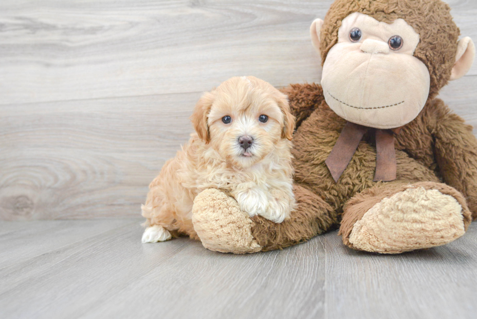 Best Maltipoo Baby