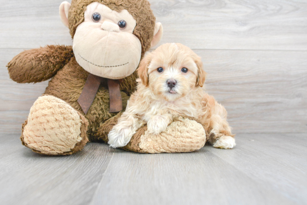 Maltipoo Pup Being Cute