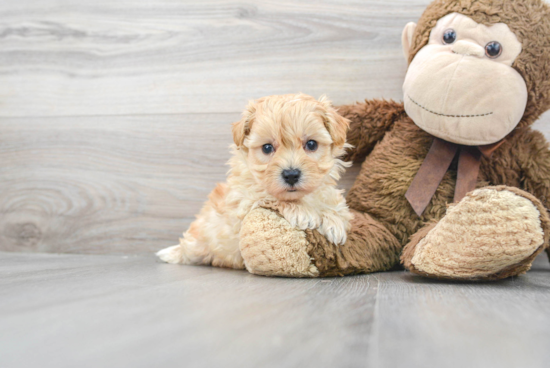 Happy Maltipoo Baby