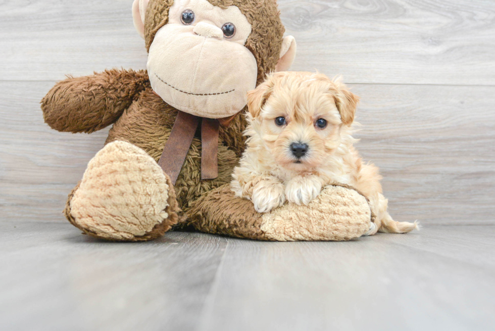 Maltipoo Puppy for Adoption