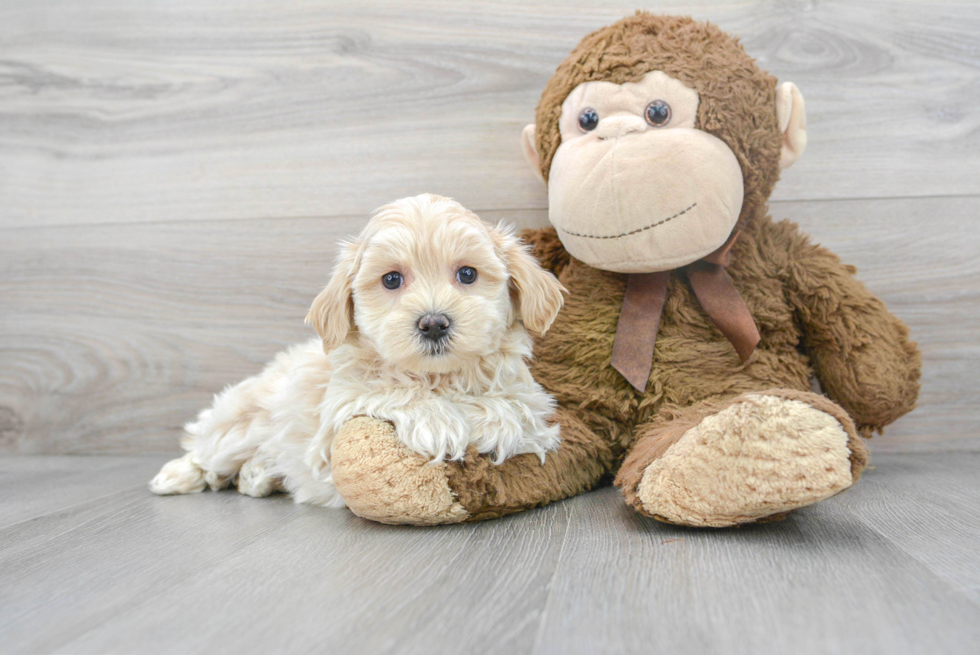 Funny Maltipoo Poodle Mix Pup