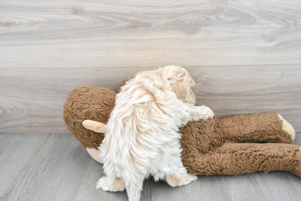 Maltipoo Pup Being Cute