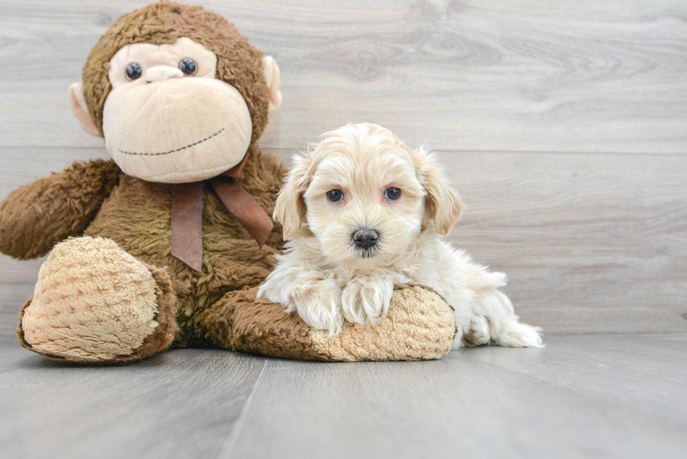 Maltipoo Puppy for Adoption