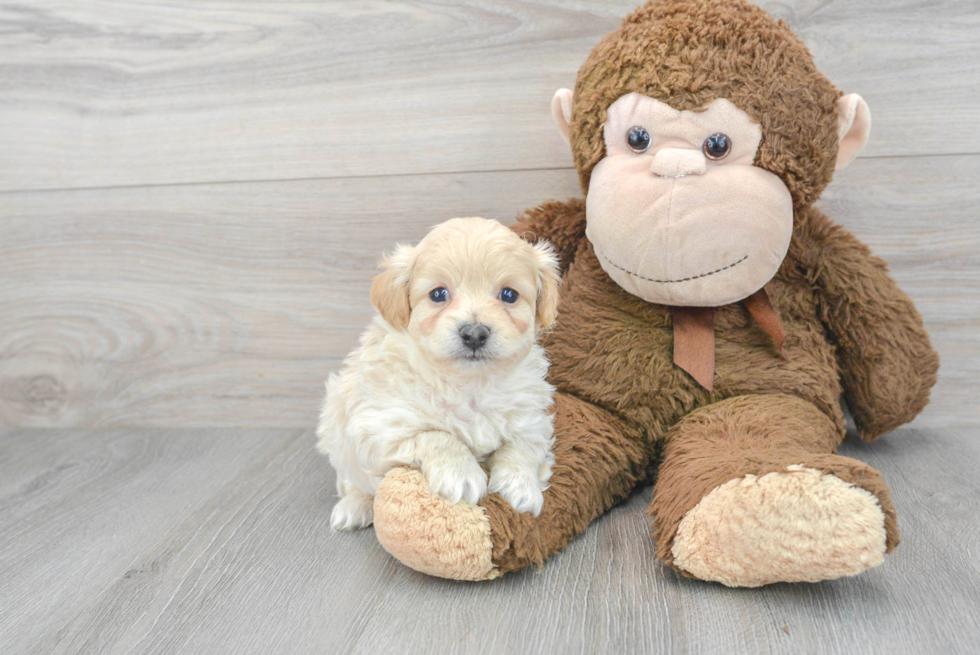 Maltipoo Pup Being Cute