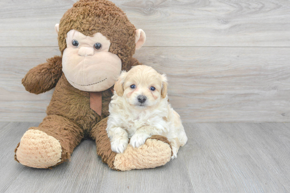 Maltipoo Puppy for Adoption