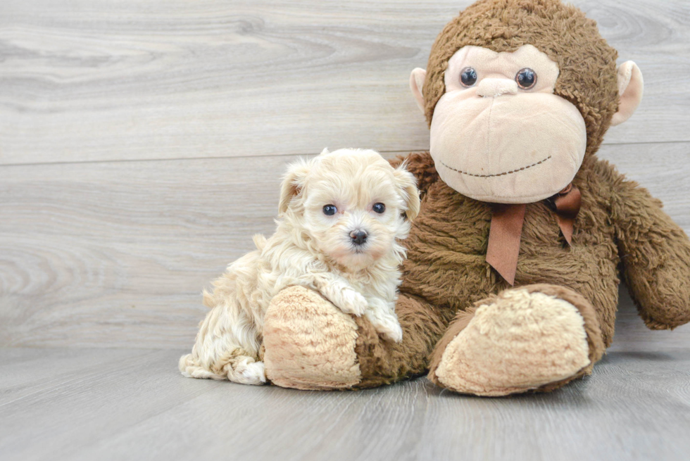 Energetic Maltepoo Poodle Mix Puppy