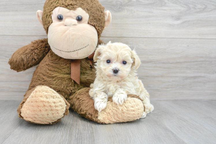 Maltipoo Puppy for Adoption