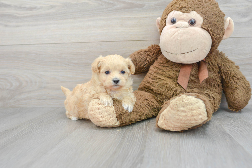 Sweet Maltipoo Baby