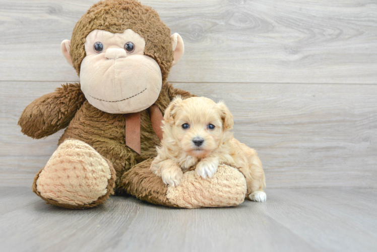 Cute Maltipoo Baby