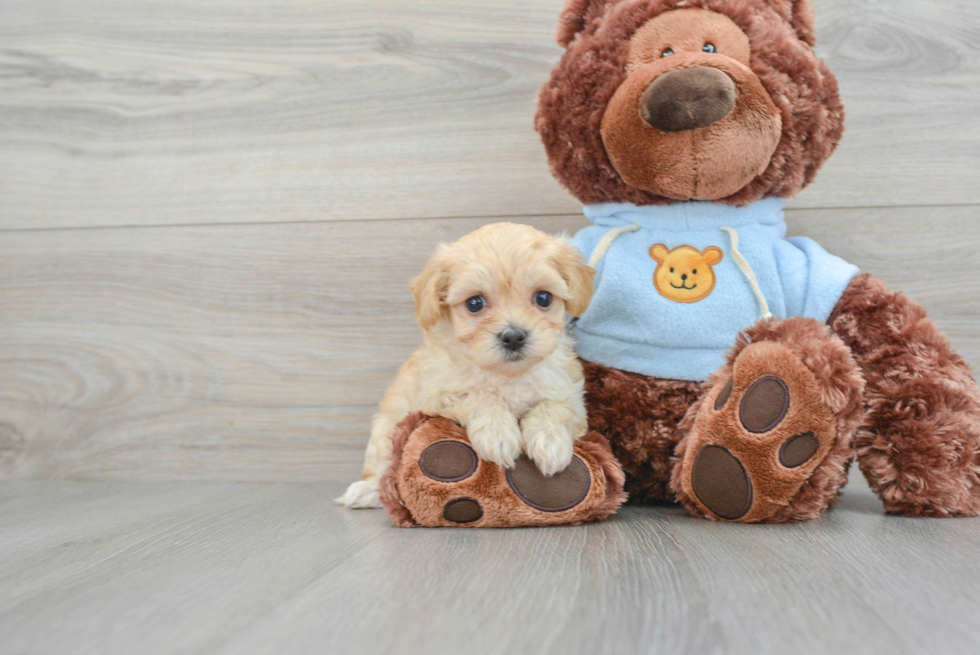 Fluffy Maltipoo Poodle Mix Pup