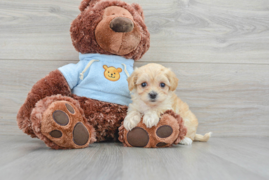 Best Maltipoo Baby