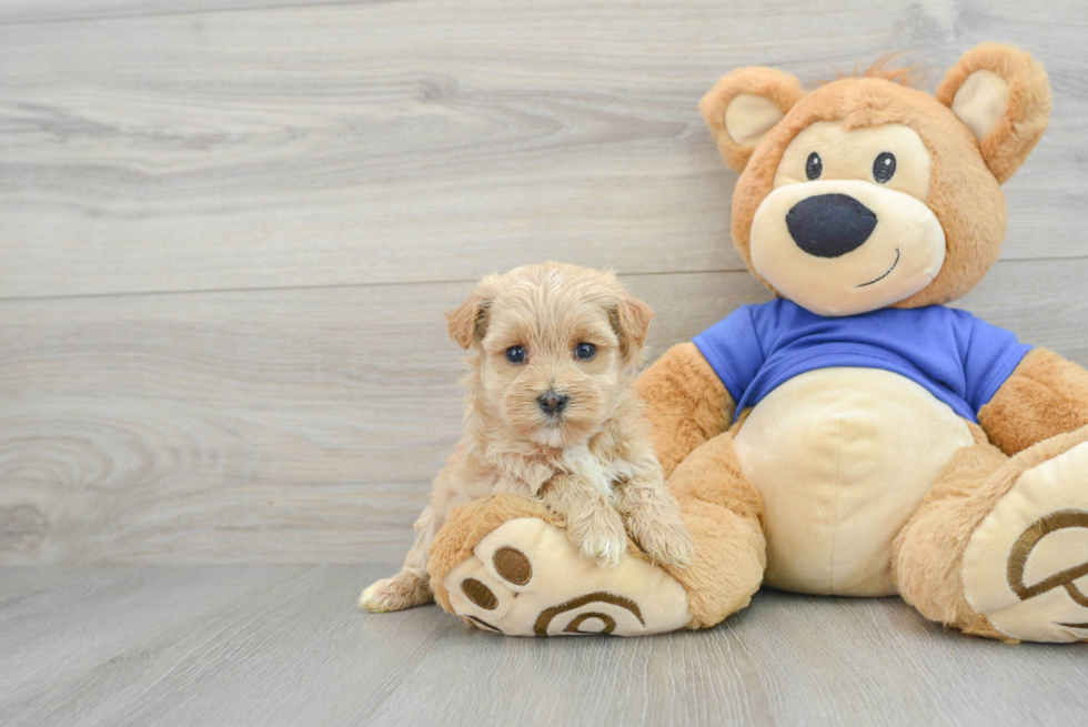 Cute Maltipoo Baby