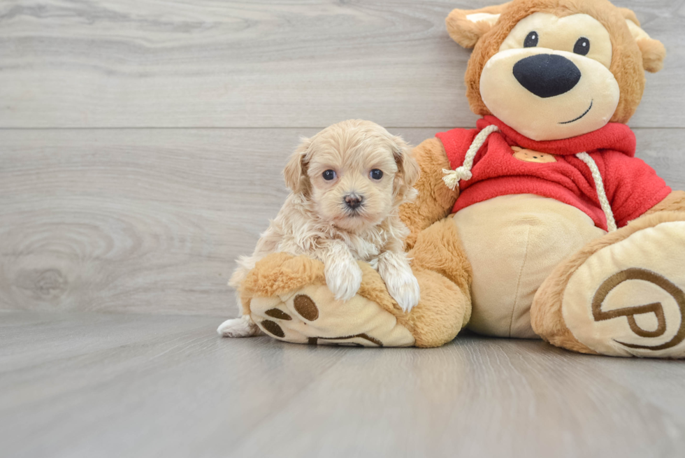 Maltipoo Pup Being Cute