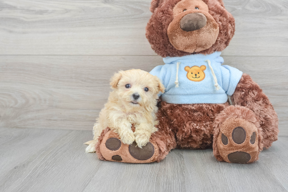 Maltipoo Pup Being Cute