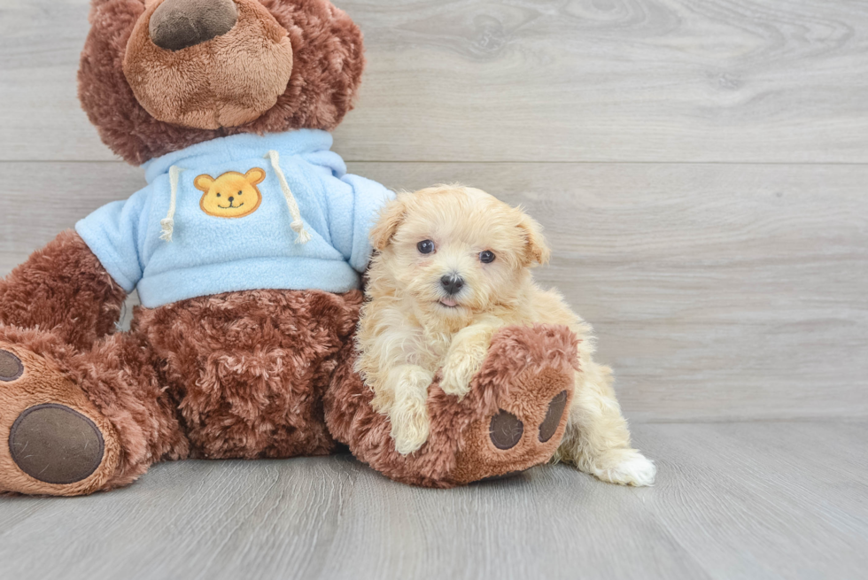 Best Maltipoo Baby