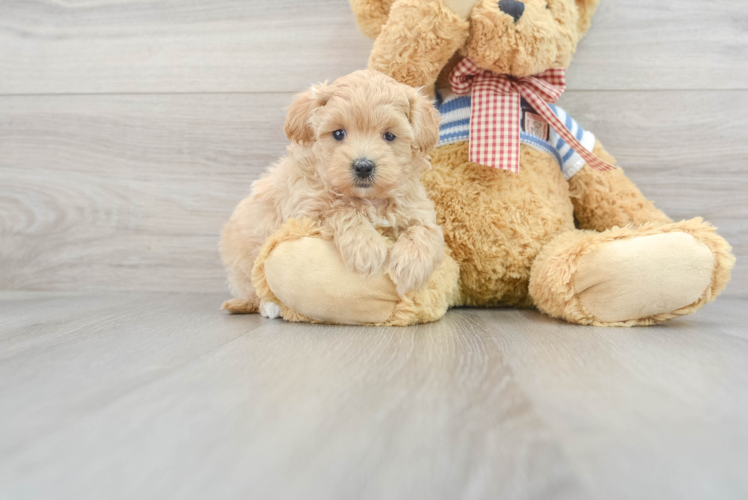 Small Maltipoo Baby