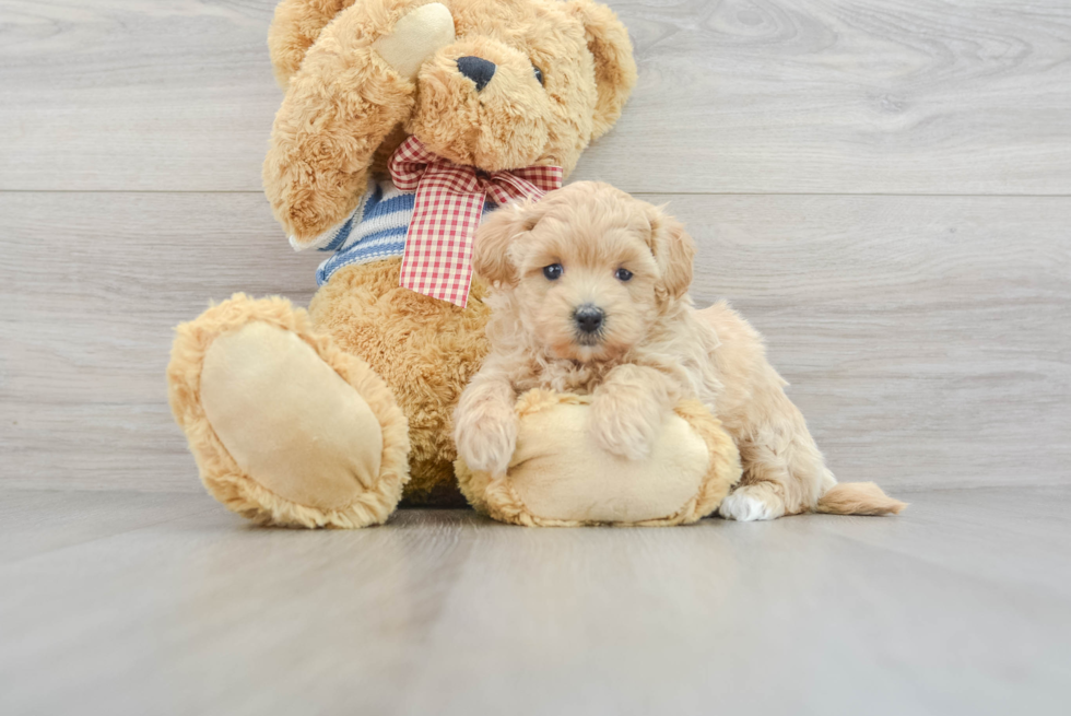 Playful Maltepoo Poodle Mix Puppy