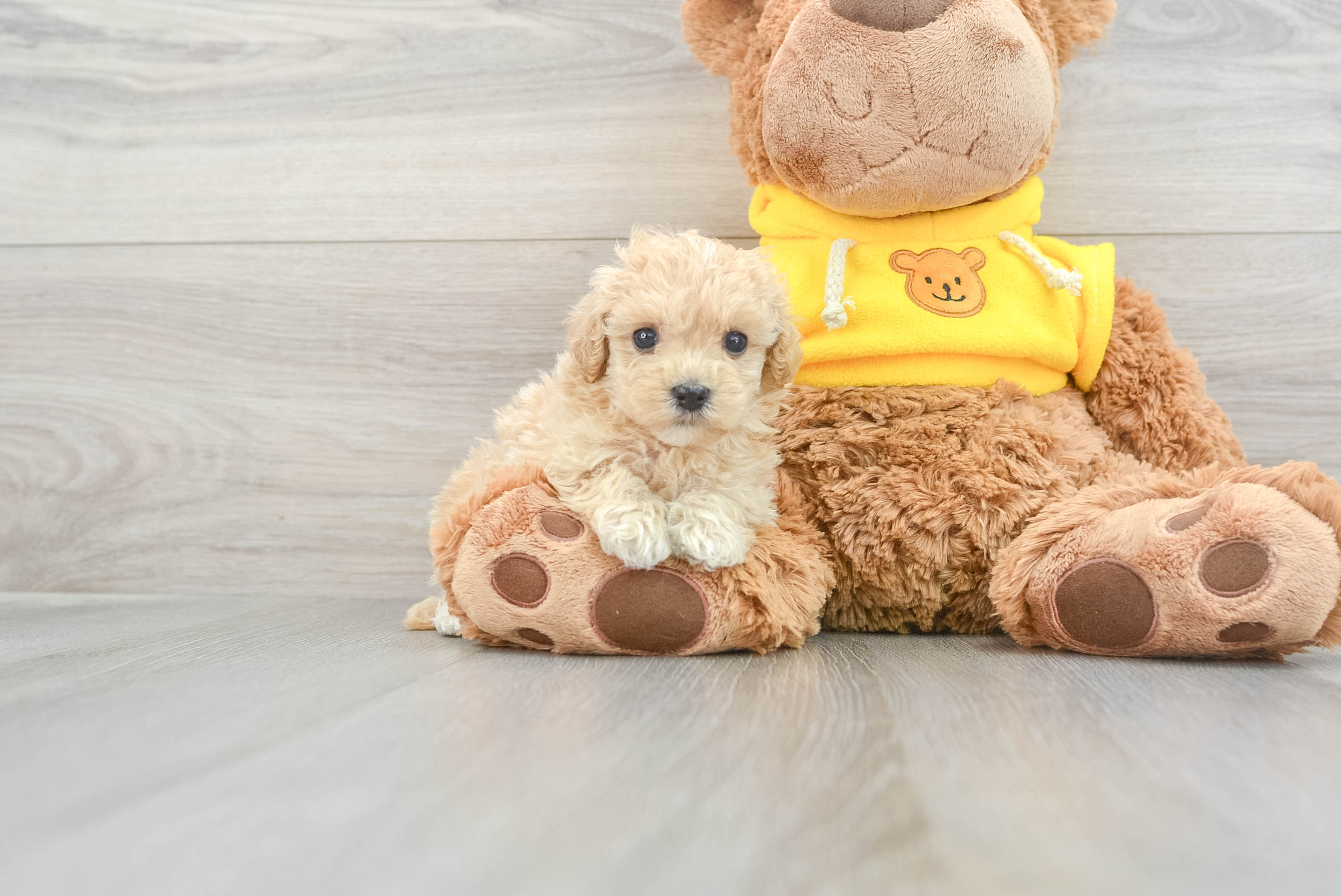 Best Maltipoo Baby