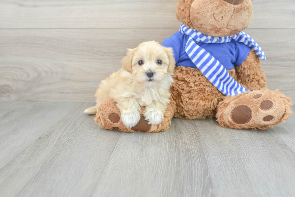 Little Maltepoo Poodle Mix Puppy